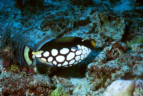 Clown Triggerfish - Balistoide conspicillum