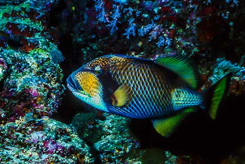 Titan Triggerfish - Balistoiles viridescens