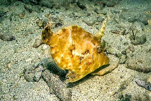 Bristle-tailed Filefish - Acreichthys tomentosus