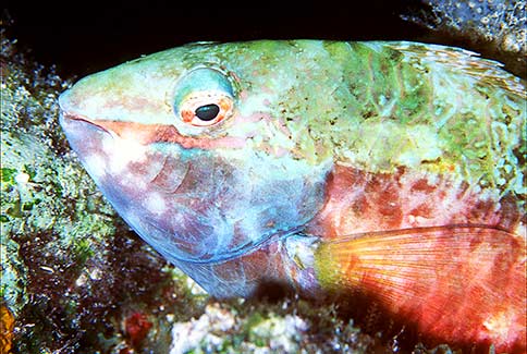 Redband Parrotfish - Sparesoma aurofrenatum