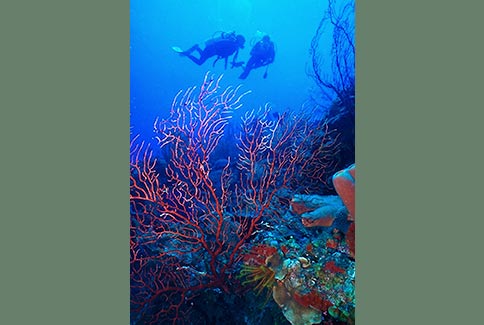 Diver Scenic - Turneffe Atoll