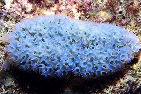 Lettuce Sea Slug - Tridachia  crispata