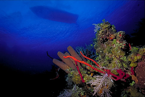 Brown Tube Sponge - Agelas conifera & Erect Rope Sponge - Amphimedon compressa