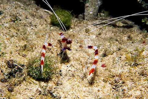 Banded Coral Shrimp - Sttenopus hispidus