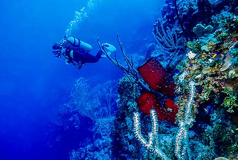 Diver Scenic - Cayman Brac