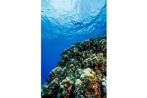 Snorkeler & Reef