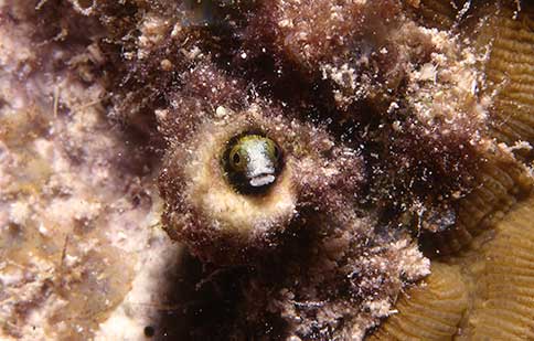 Spinyhead Blenny - Acnthemblemaria spinosa