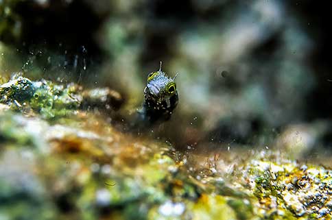 Spinyhead Blenny - Acnthemblemaria spinosa