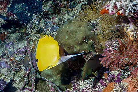 ongnose Butterflyfish - Forcipiger flavissimus