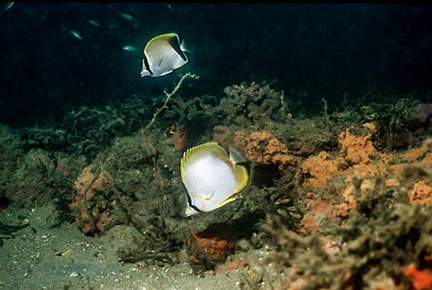 Spotfin & Reef Butterflyfish - Chaetodon ocellatus/sedentarius