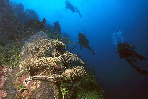 Diver Scenic - San Andres Island