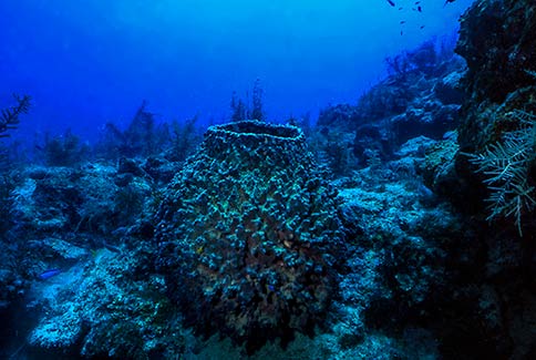 Giant Barrel Sponge - Xestospngia muta