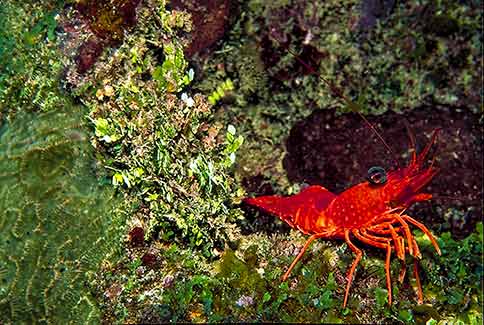 Red Night Shrimp - Rhynchocinetes rigens
