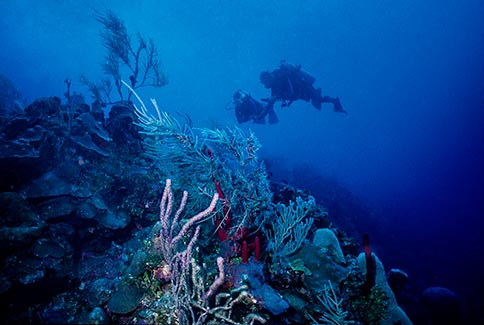 Diver Scemic - Roatan Honduras