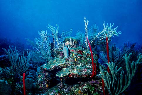 Reef Scenic - Roatan Honduras