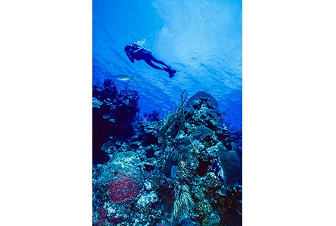 Diver Scenic - Roatan Honduras