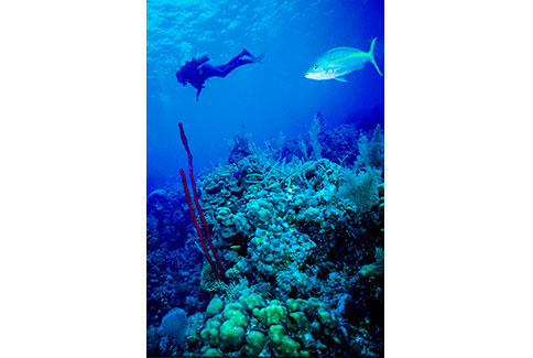 Diver Scenic - Roatan Honduras