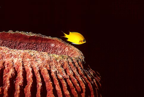 Golden Damselfish - Amblyghyphidodon nureus