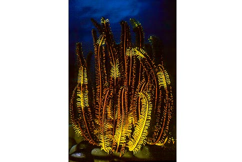 Feather Star - Oxycomanthus bennetti