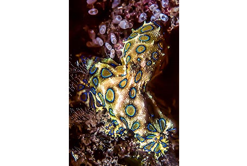 Blue-Ringed Octopus - Hapalochlaerna lunulata