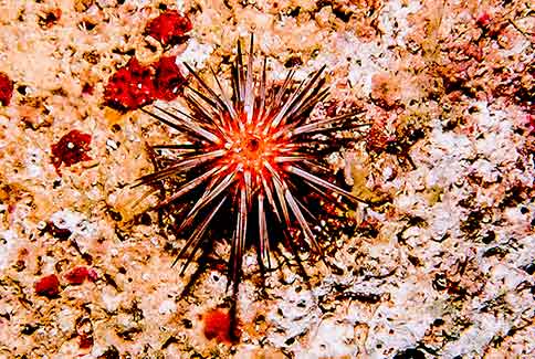 Sea Urchin - Echinometra vindis