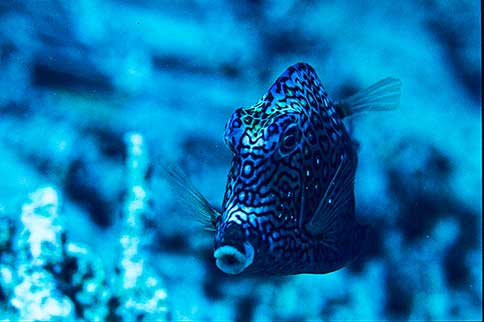 Honeycomb Cowfish - Lactophrys polygonia