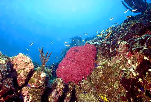 Red Gorgonian Sea Fan - Eugorgia daniana - Isla Coiba