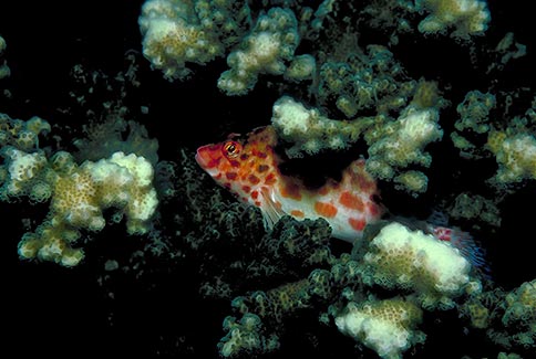 Coral Hawkfish - Cirrhitichthys oxycephalus