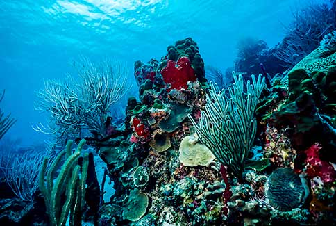 Reef Scenic - San Blas Islands