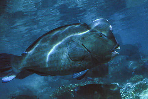 Bumphead Parrotfish - Bolbometopon muricatum