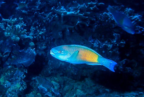 Bullethead Parrotfish - Scarus sordidae