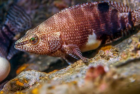 Belted Sandfish - Serranus suligarius