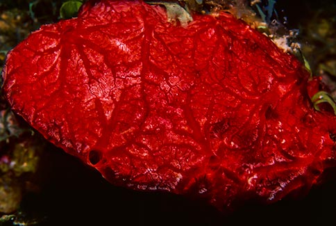 Red Encrusting Sponge - Monanchora barbadensis