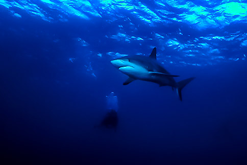 Reef Shark - Carcharhinus perezi