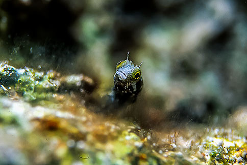 Spinyhead Blenny - Acanthemblemania spinosa