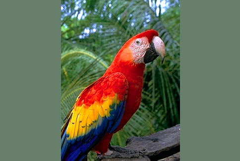 Scarlet Macaw - Roatan Honduras