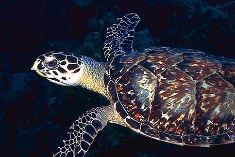 Diver & Hawksbill Turtle - Eretmochelys imbricota