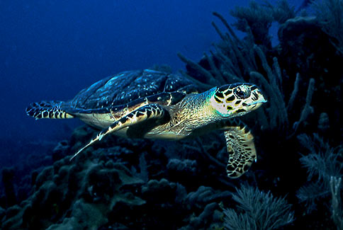 Hawksbill Turtle - Eretmochelys imbriocta