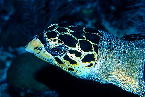 Hawksbill Turtle - Eretmochelys imbriocta