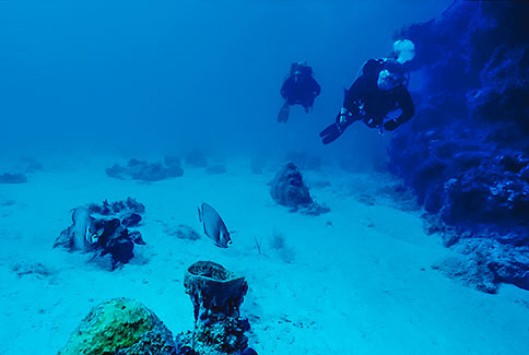 Diver Scenic with Gray Angelfish - Pomacanthus arcuatus