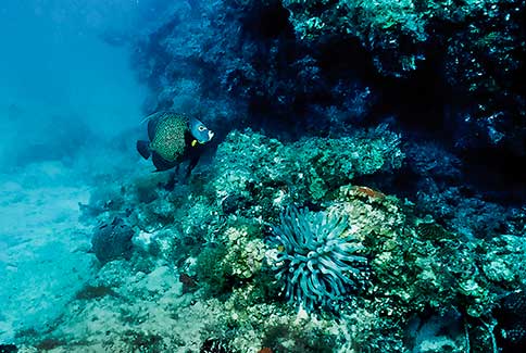 Reef Scene with French Angelfish & Giant Anemone