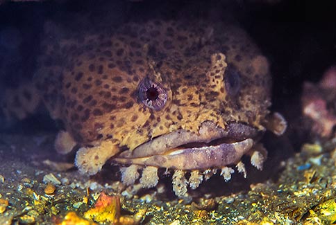 Leopard Toadfish - Opsanus pardus