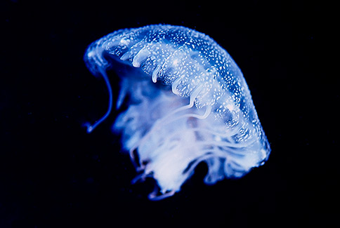 Blue-Tinted Jellyfish - Phyllorhiza punctata