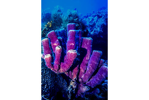 Branching Tube Sponge - Pseudoceratina crassa
